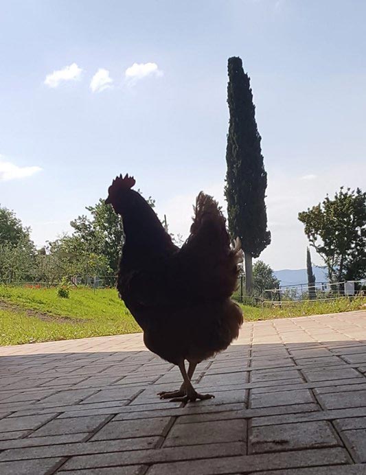 Le galline secondo Gianluca Mazzoli