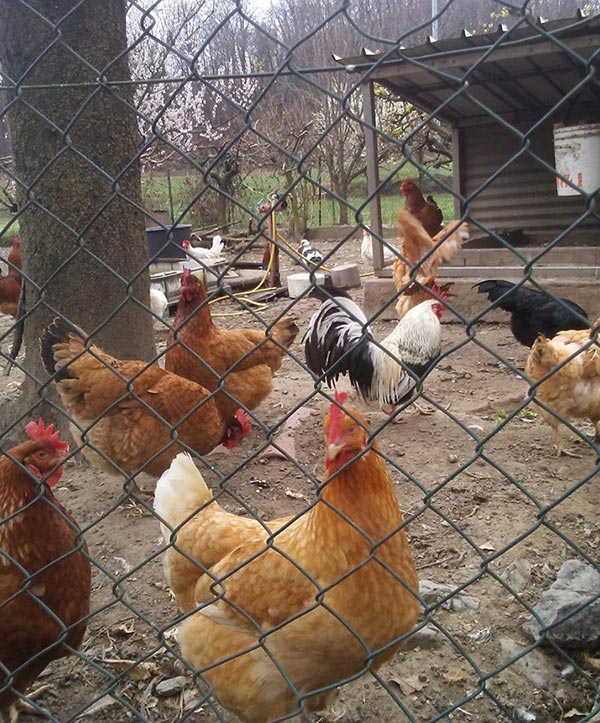 Le galline secondo Grazia Tancini