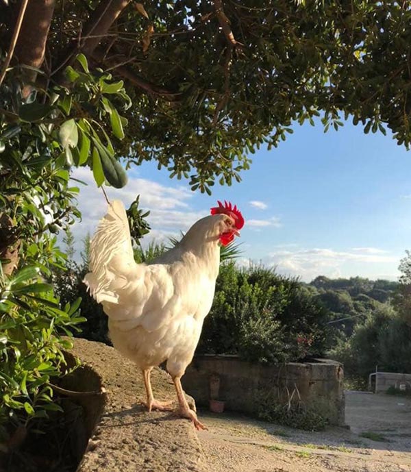 Le galline secondo Romina Sedda