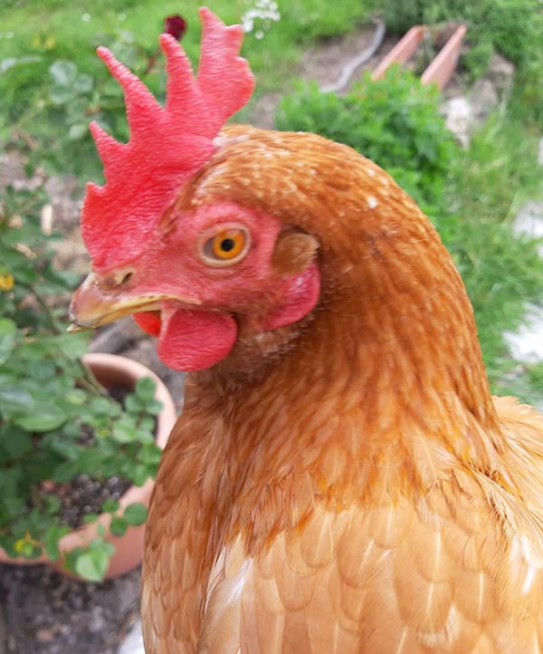 Le galline secondo Stefania Garibaldi