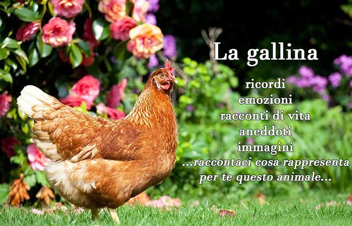 Galline, compagne di vita, storie autobiografiche