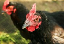 Le principali patologie respiratorie delle galline | Tuttosullegalline.it