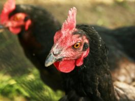 Le principali patologie respiratorie delle galline | Tuttosullegalline.it