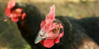 Le principali patologie respiratorie delle galline | Tuttosullegalline.it