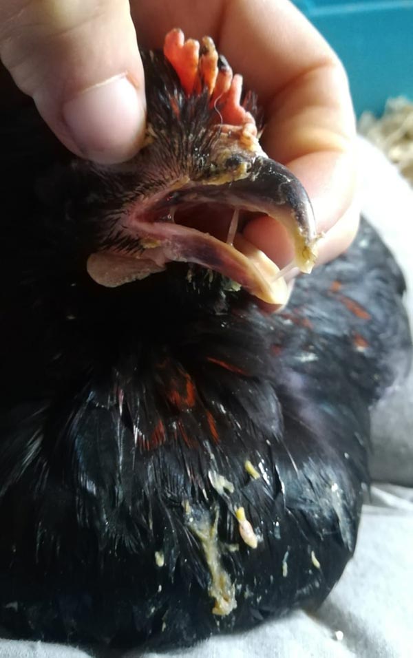 Pollo affetto da Corizza infettiva