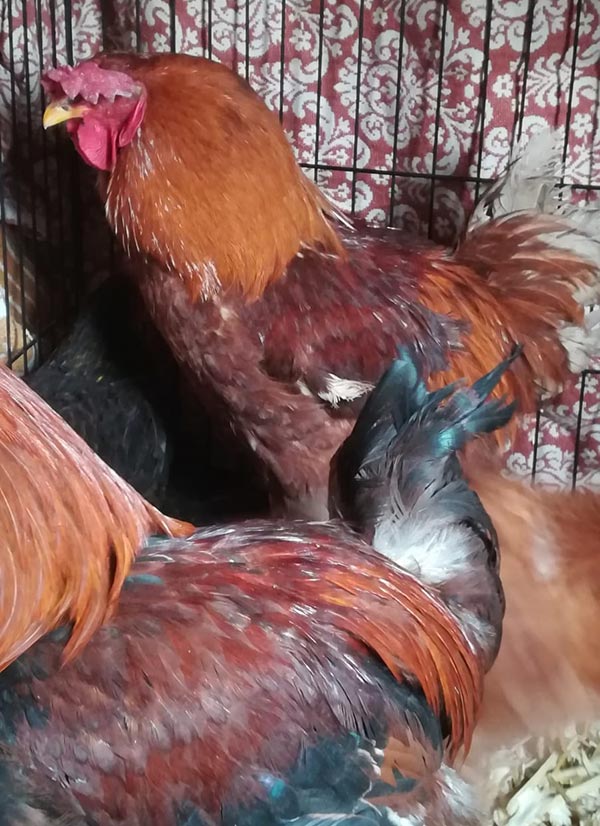 Pollo con sintomi da influenza aviare