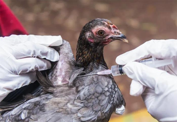 Somministrazione di un medicinale ad una gallina per via parentale