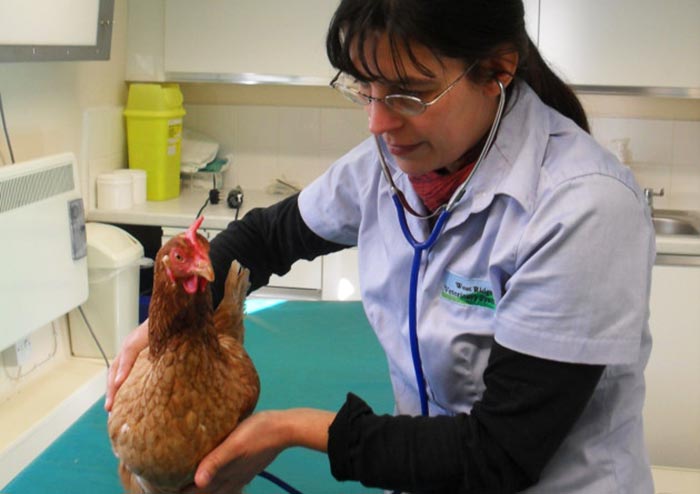 Veterinaria visita una gallina nel proprio ambulatorio