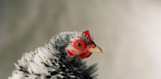 Frizzle, la razza avicola arricciata | Tuttosullegalline.it