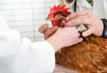 Pseudopeste aviare (Malattia di Newcastle): come vaccinare le galline | Tuttosullegalline.it