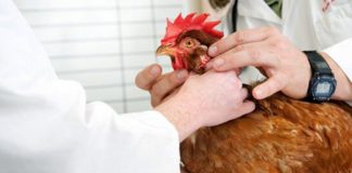 Pseudopeste aviare (Malattia di Newcastle): come vaccinare le galline | Tuttosullegalline.it