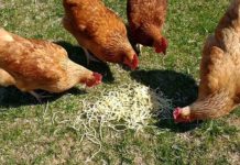 Video divertenti di galline che mangiano spaghetti | Tuttosullegalline.it