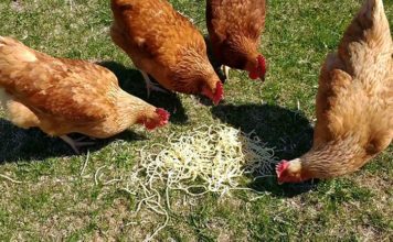 Video divertenti di galline che mangiano spaghetti | Tuttosullegalline.it