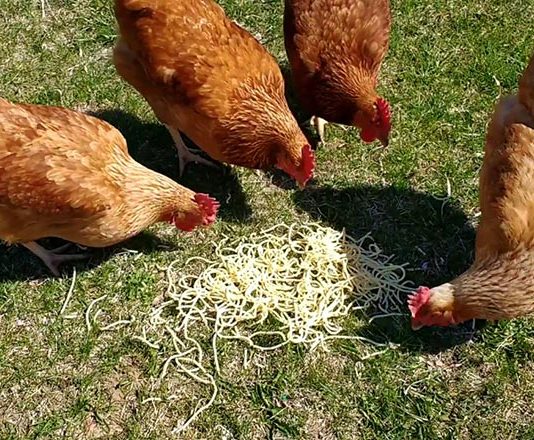 Video divertenti di galline che mangiano spaghetti | Tuttosullegalline.it