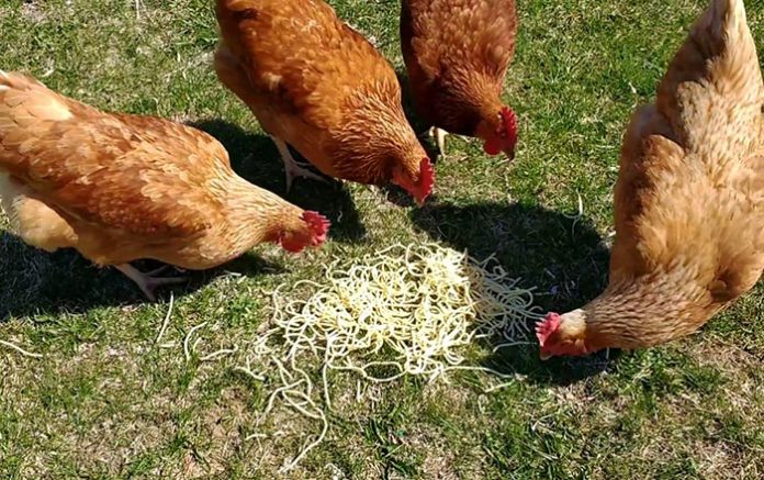 Video divertenti di galline che mangiano spaghetti | Tuttosullegalline.it