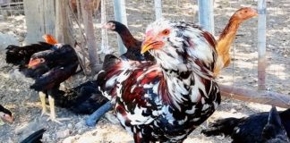 Happy Hens Farm, allevamento galline ornamentali (Sicilia)