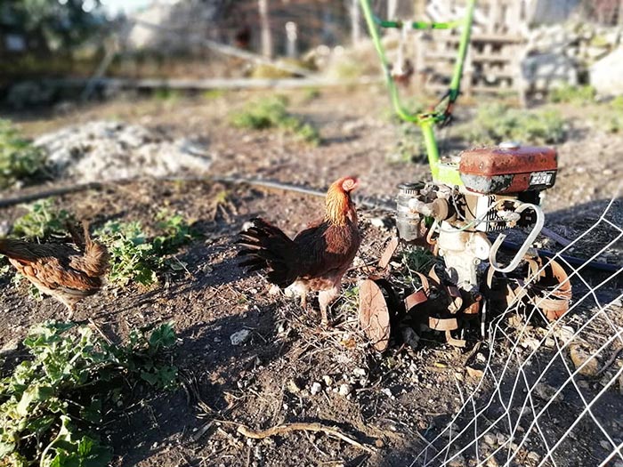 Happy Hens Farm, allevamento galline ornamentali (Sicilia)