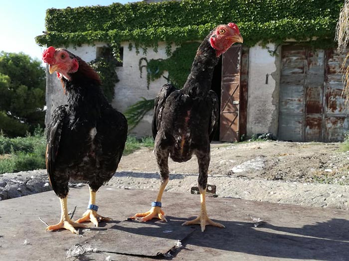 Happy Hens Farm, allevamento galline ornamentali (Sicilia)