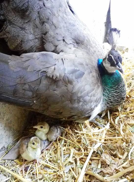 Happy Hens Farm, allevamento galline ornamentali (Sicilia)