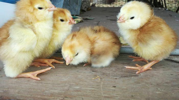 Happy Hens Farm, allevamento galline ornamentali (Sicilia)