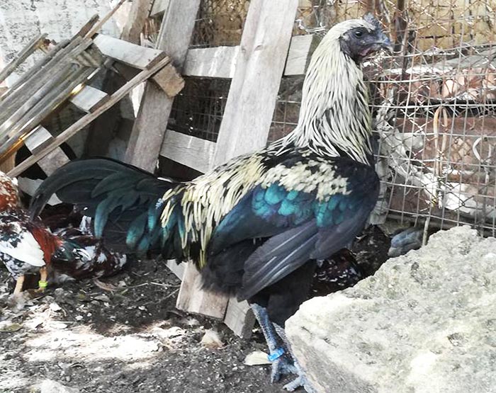 Happy Hens Farm, allevamento galline ornamentali (Sicilia)