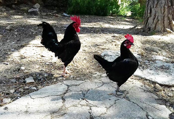 Happy Hens Farm, allevamento galline ornamentali (Sicilia)