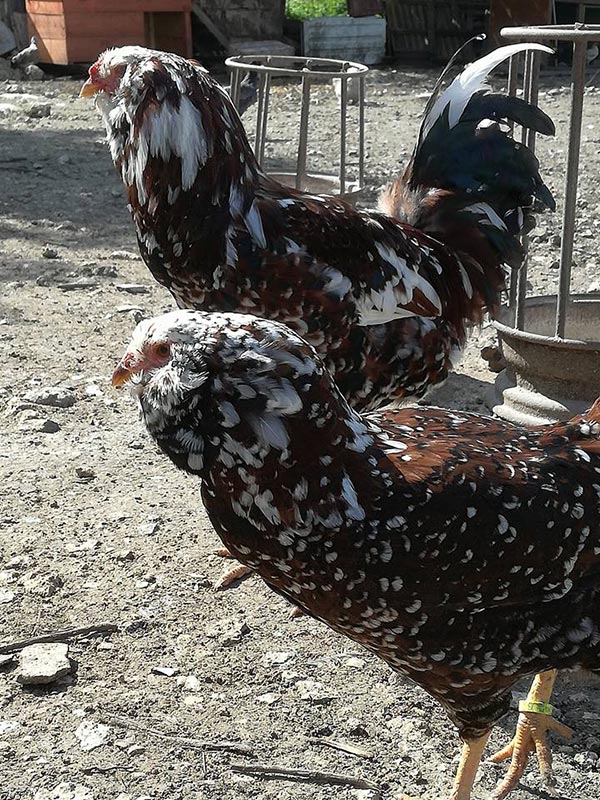 Happy Hens Farm, allevamento galline ornamentali (Sicilia)