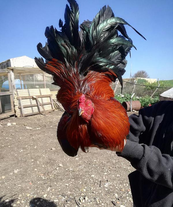 Happy Hens Farm, allevamento galline ornamentali (Sicilia)