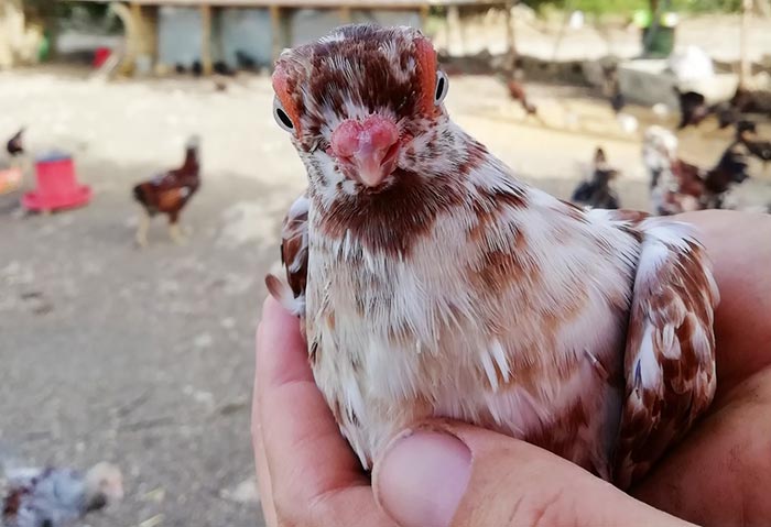 Happy Hens Farm, allevamento galline ornamentali (Sicilia)