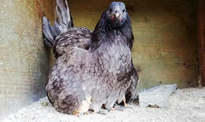 Happy Hens Farm, allevamento galline ornamentali (Sicilia)