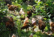 Uovo di selva: allevamento bio di galline ovaiole in un bosco di castagni | Tuttosullegalline.it