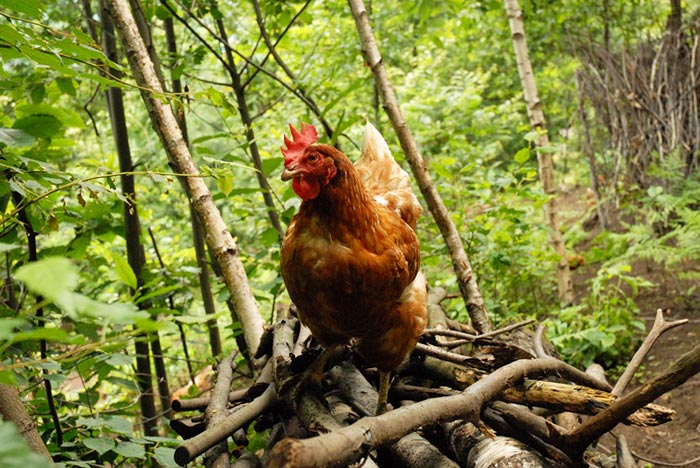 Uovo di selva, gallina nel bosco