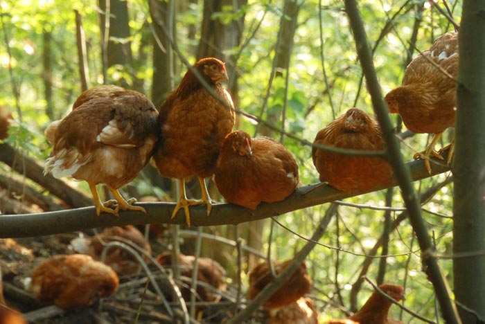 Uovo di selva, galline appollaiate sui rami di castagno