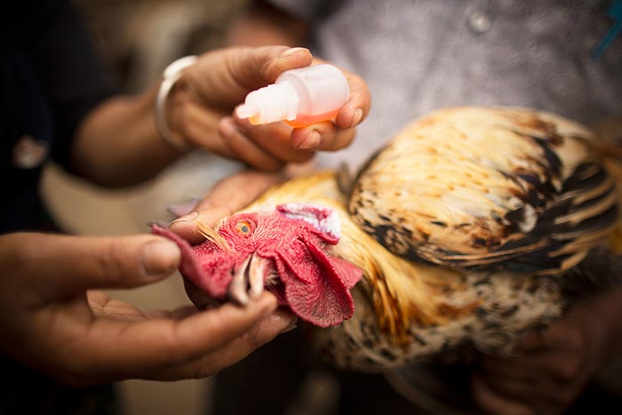 Esempio di vaccinazione oculo-congiuntivale