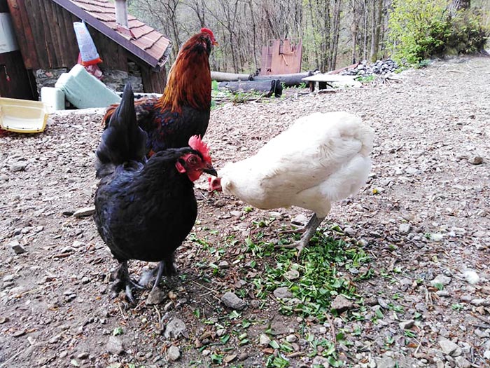 Galline al pascolo, Cascina gallinara