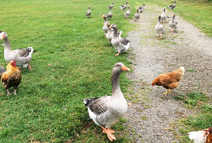 Differenze tra oche, anatre, papere e galline