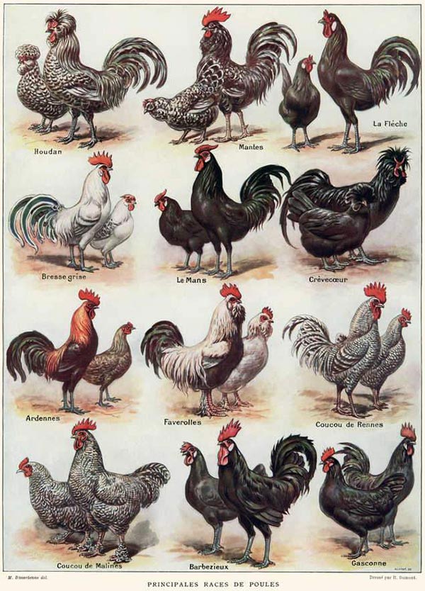 Dimorfismo sessuale, galli e galline delle principali razze avicole