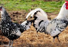 Dimorfismo sessuale tra gallo e gallina | Tuttosullegalline.it