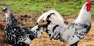 Dimorfismo sessuale tra gallo e gallina | Tuttosullegalline.it