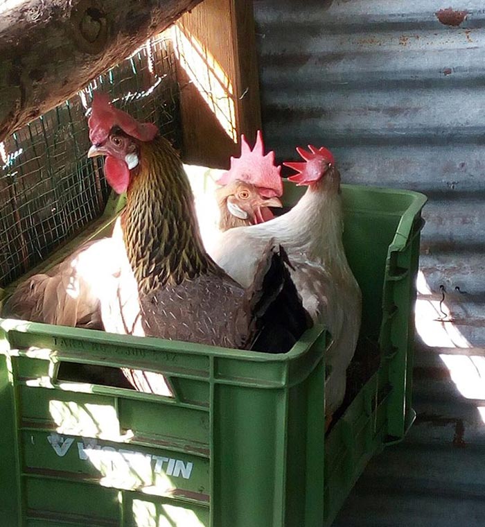 Galline nel nido per fare l'uovo, Cascina Gallinara