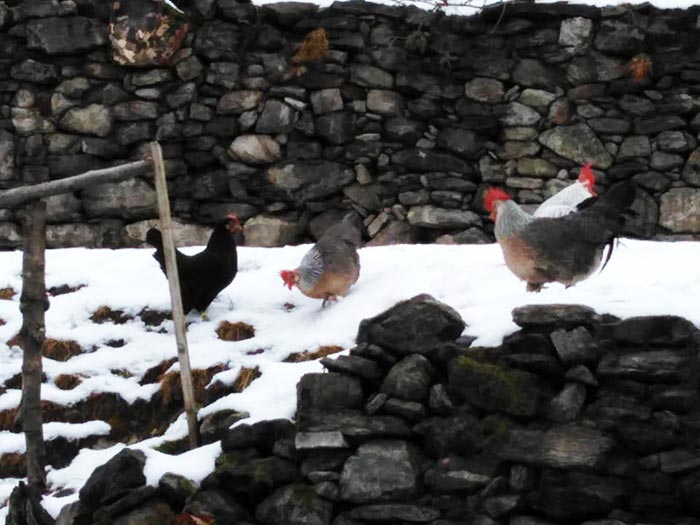 Polli razza Livorno sulla neve a Cascina Gallinara