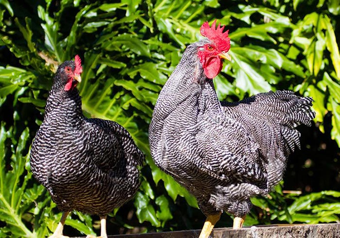 Plymouth Rock, gallina e gallo (esempio di dimorfismo sessuale sul piumaggio barrato)