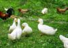 Differenze di allevamento tra galline, anatre, oche, faraone e tacchini | Tuttosullegalline.it