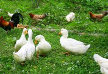Differenze di allevamento tra galline, anatre, oche, faraone e tacchini | Tuttosullegalline.it