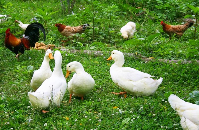 Incubatrici per uova di galline, tacchine, faraone, quaglie, oche