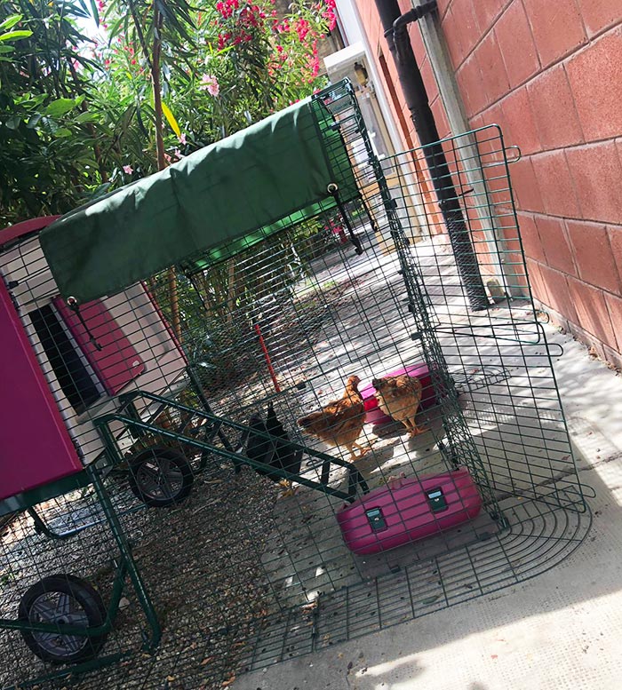 Il pollaio Omlet con le galline nel giardino della comunità Samarcanda