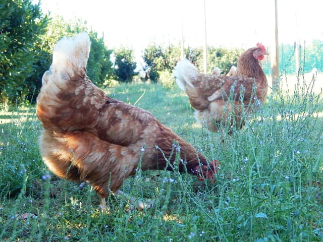 Galline libere al pascolo sul prato