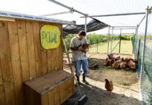 Pollaio Sociale: adottare galline allevate da ragazzi diversamente abili | Tuttosullegalline.it