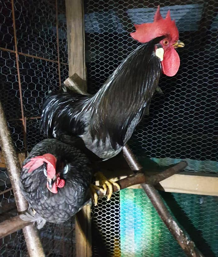 Gallo e gallina sul posatoio, Cascina Gallinara