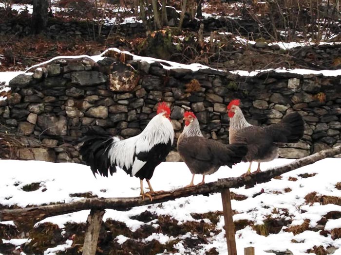 Polli razza Livorno sulla neve a Cascina Gallinara